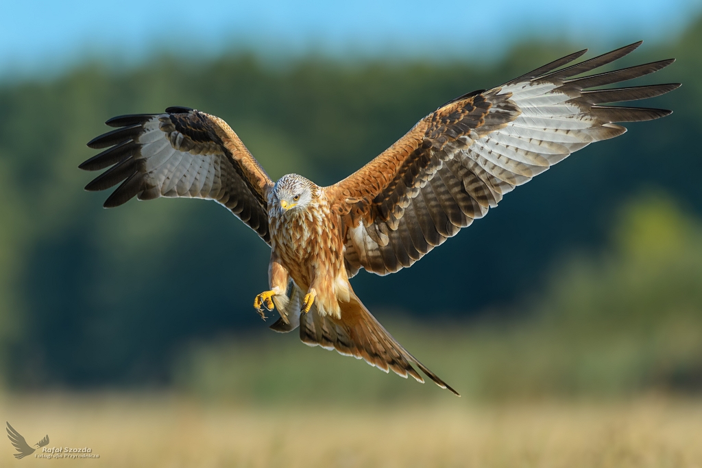 Kania Ruda, Red Kite (Milvus milvus) ... 2018r