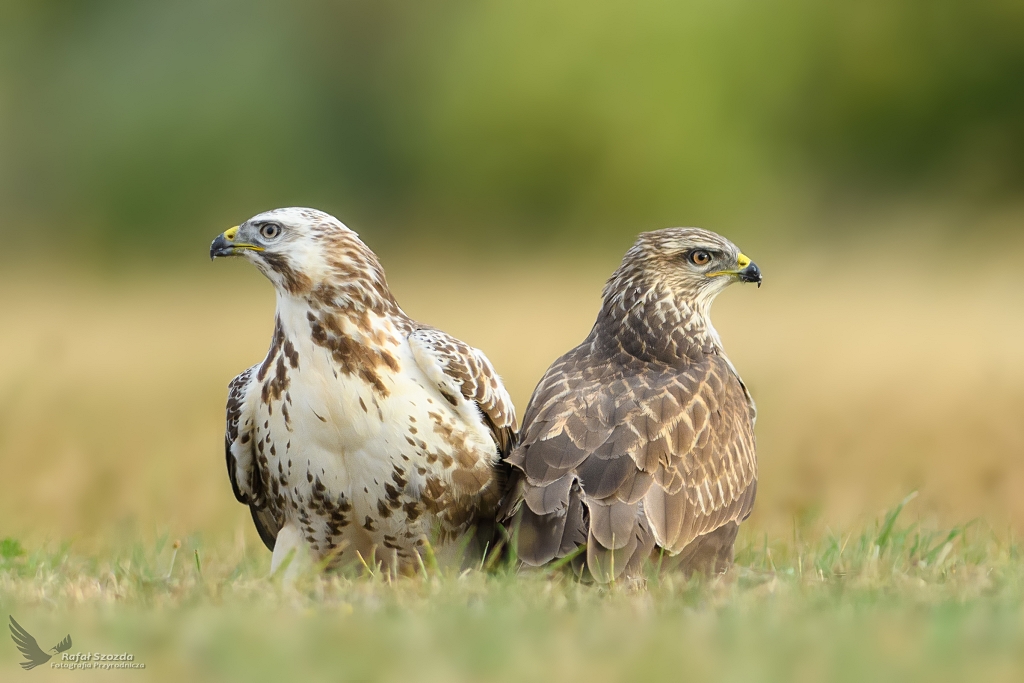 Myszoowy, Common Buzzard (Buteo buteo) ... 2018r