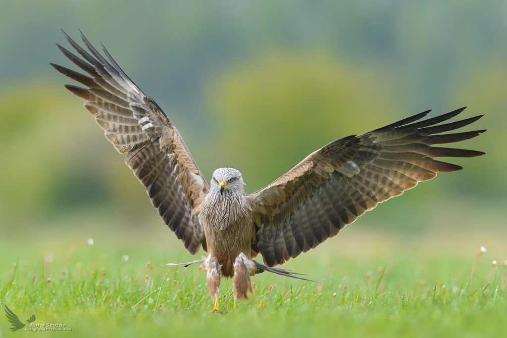 Kania Czarna, Black Kite (Milvus migrans) ...