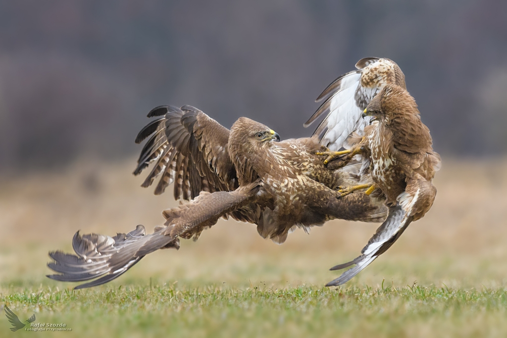 Myszoowy, Common Buzzard (Buteo buteo) ...