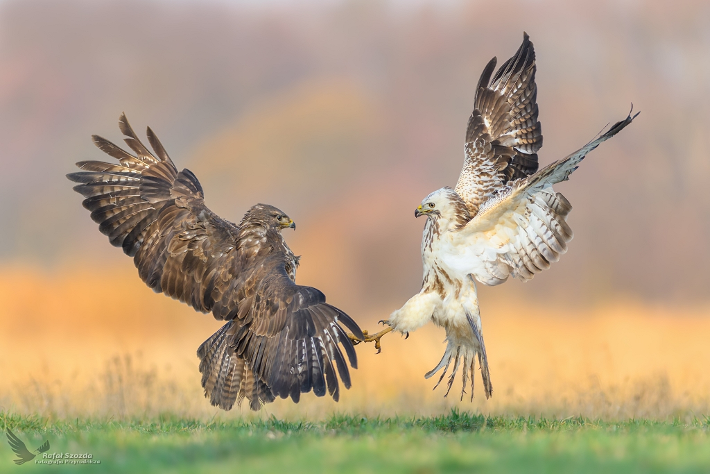 Myszoowy, Common Buzzard (Buteo buteo) ...