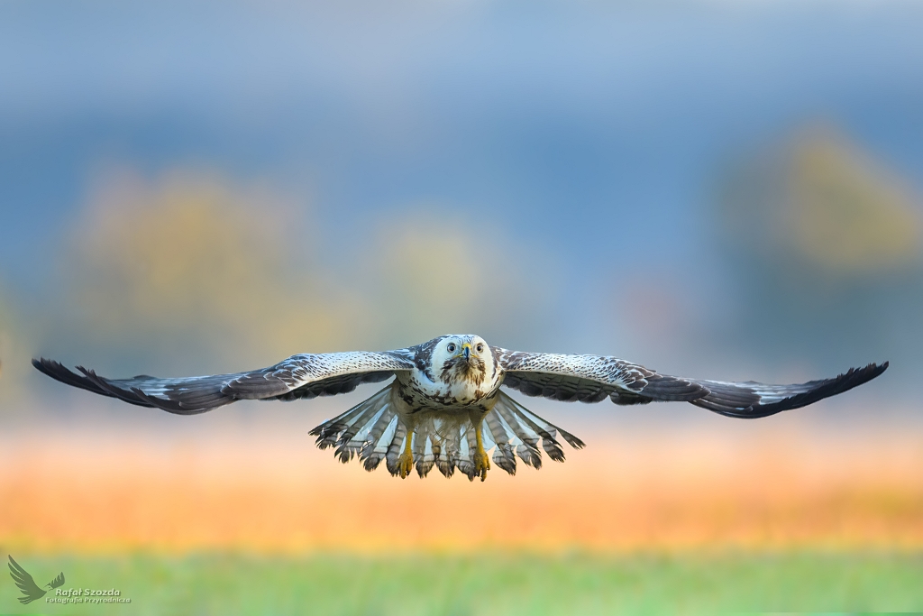 Myszow, Common Buzzard (Buteo buteo) ... 2018r