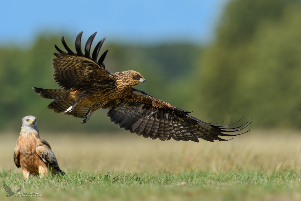 Kania Czarna, Black Kite (Milvus migrans) ... & Kania Ruda, Red Kite (Milvus milvus) ... 2018r