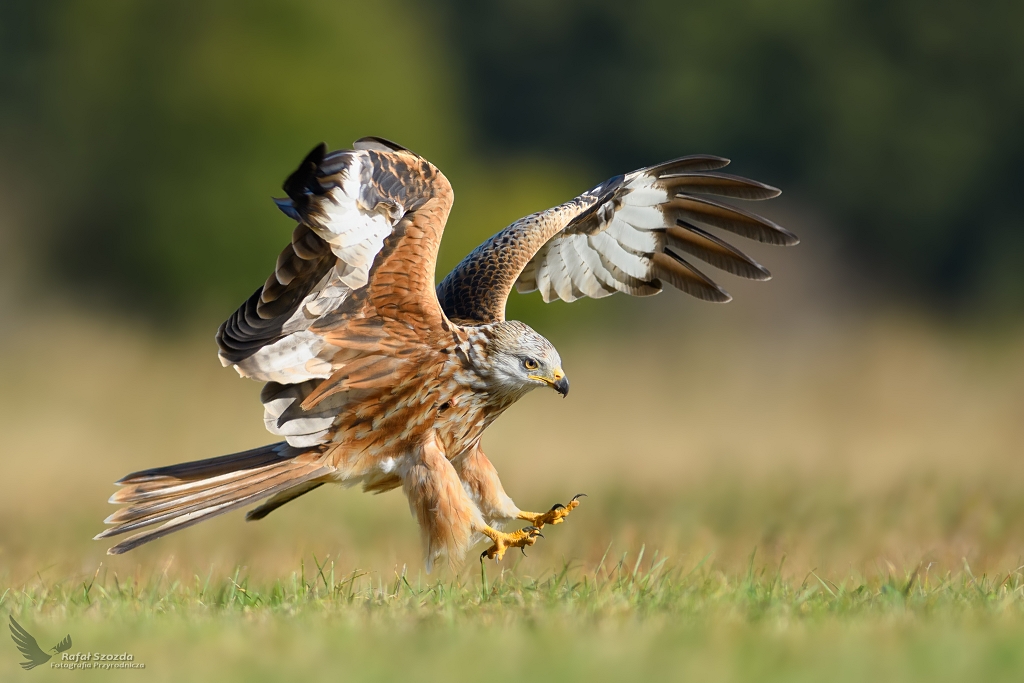 Kania Ruda, Red Kite (Milvus milvus) ... 2018r