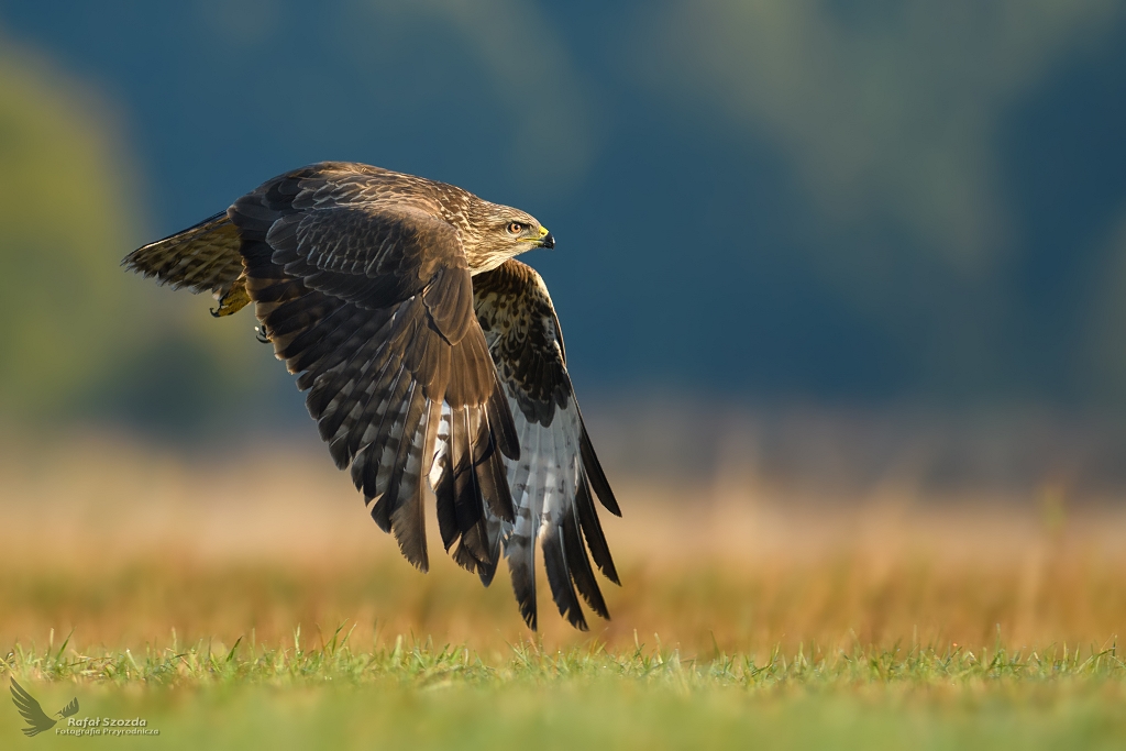 Myszow, Common Buzzard (Buteo buteo) ...