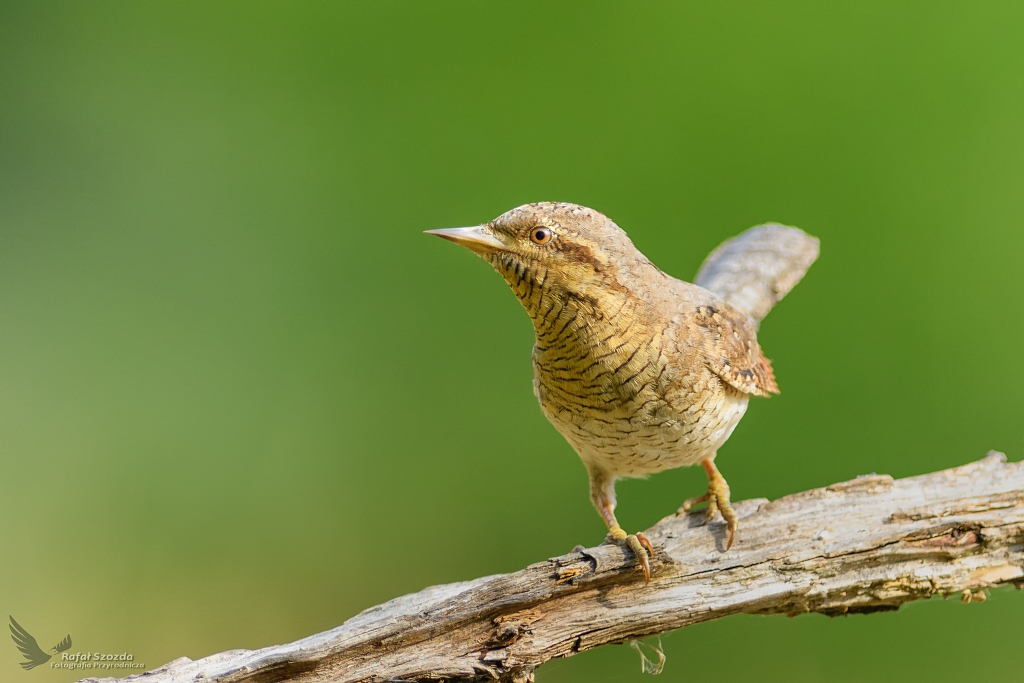 Krtogw, Eurasian Wryneck (Jynx torquilla) ...