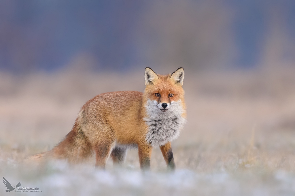 Lis, Fox (Vulpes vulpes) ...