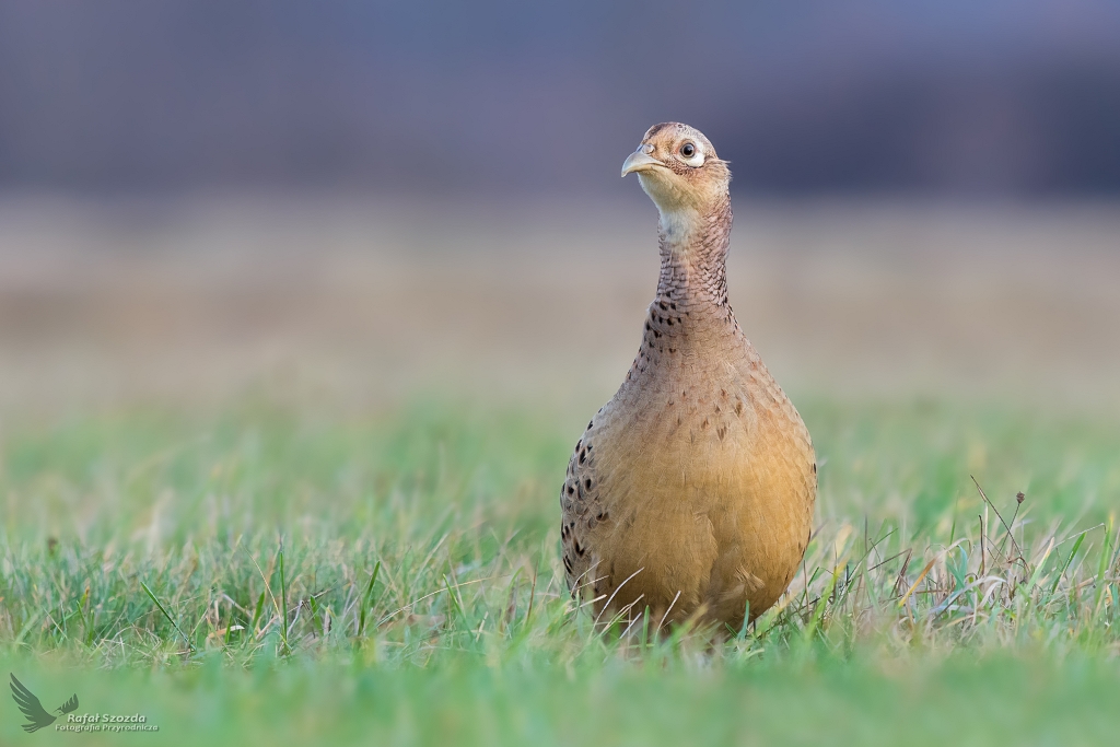 Kurka Baanta, Common Pheasant (Phasianus colchicus) ...