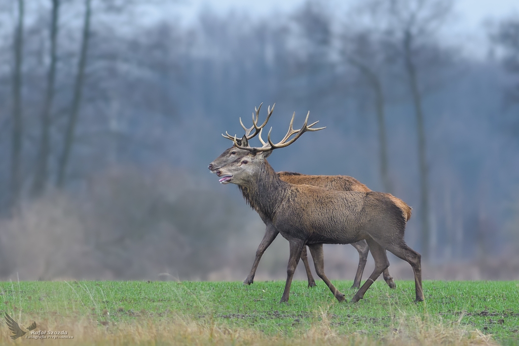 Jele szlachetny, Red Deer (Cervus elaphus) ...