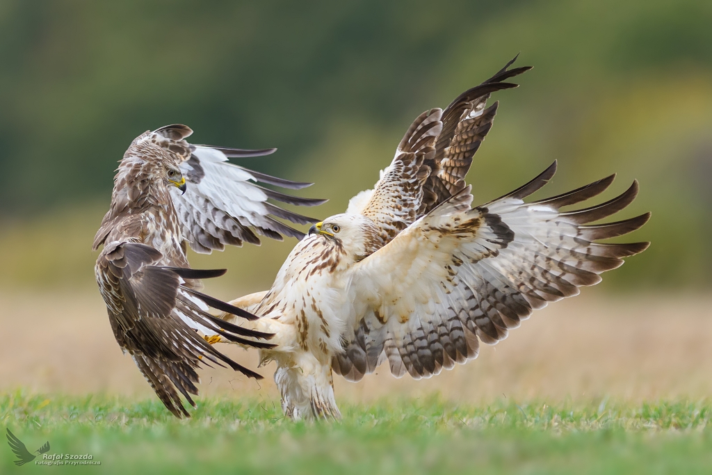 Myszoowy, Common Buzzard (Buteo buteo) ... 2018r