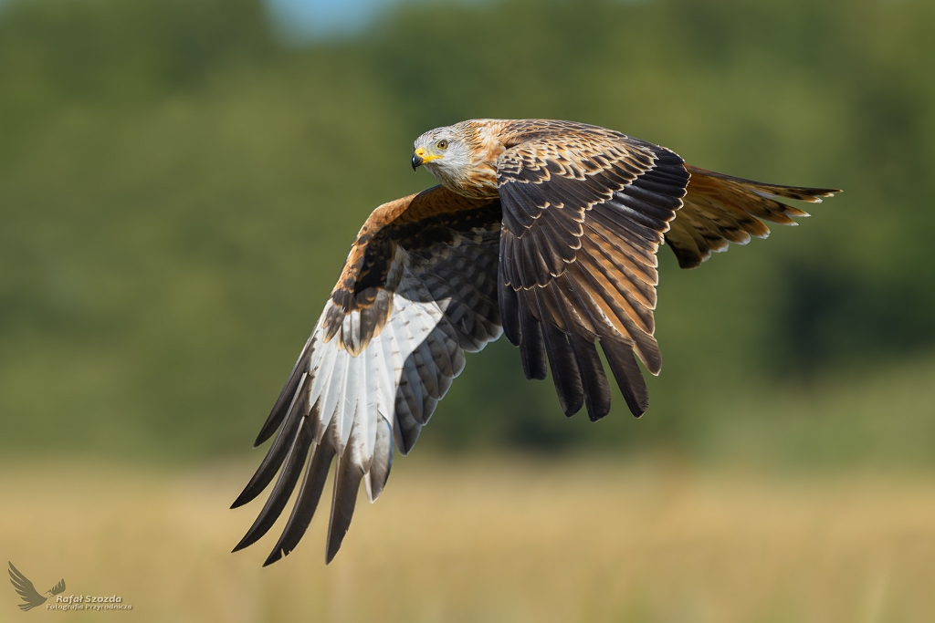 Kania Ruda, Red Kite (Milvus milvus) ...