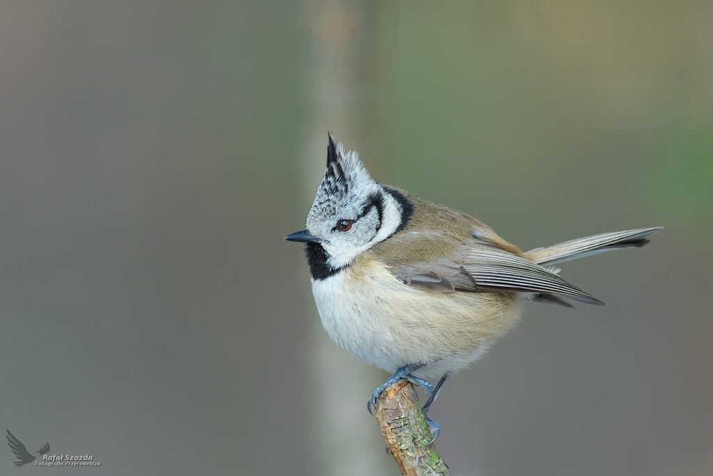 Czubatka, Crested Tit  (Lophophanes cristatus) ... 2019r