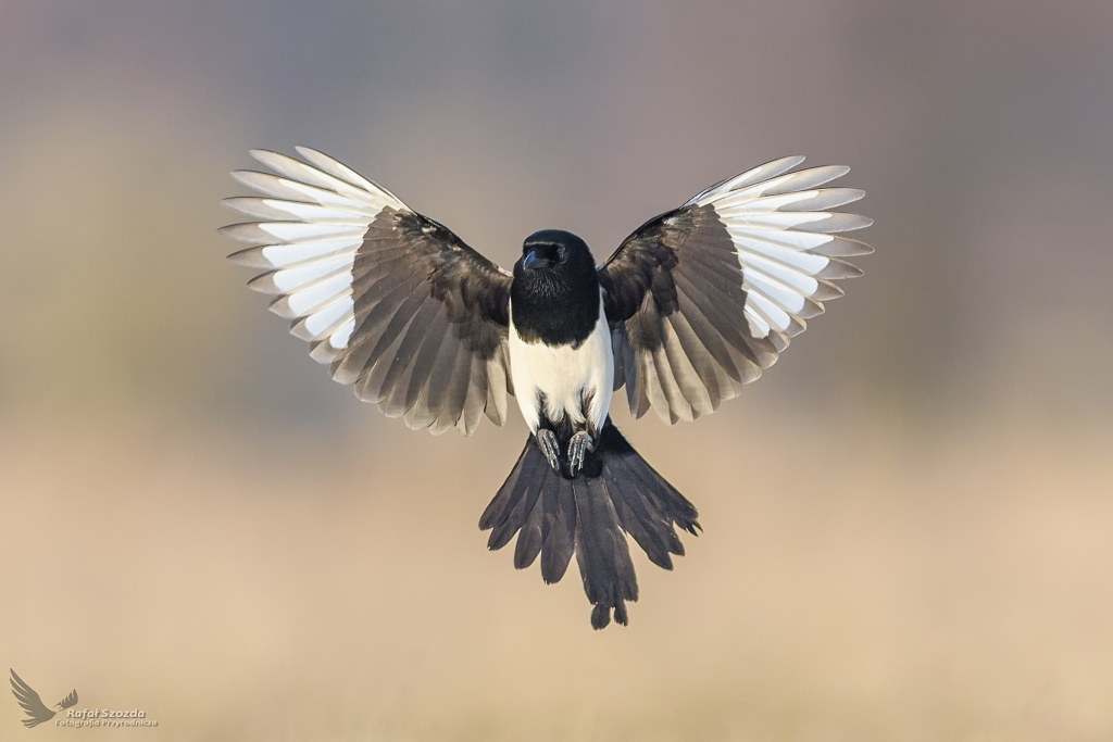 Sroka, Eurasian Magpie (Pica pica) ...