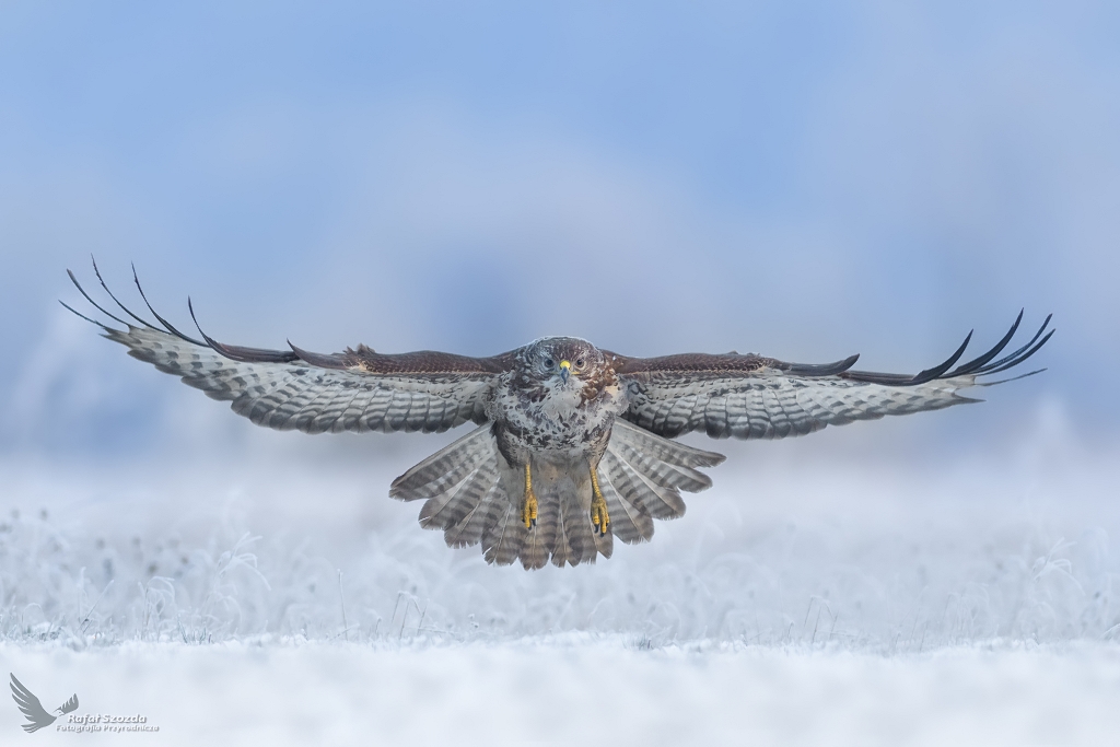 Myszow, Common Buzzard (Buteo buteo) ... 2019r