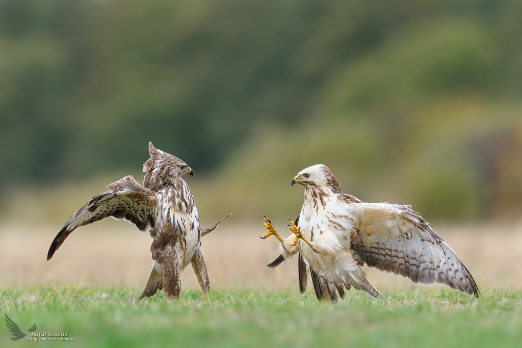 Myszoowy, Common Buzzard (Buteo buteo) ...