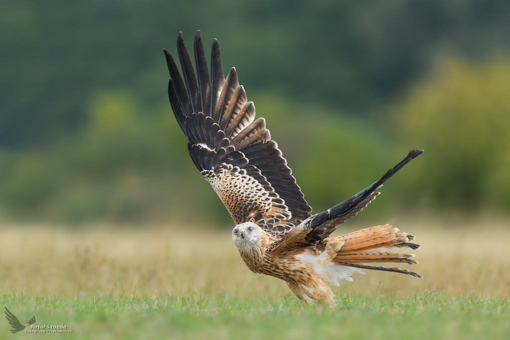 Kania Ruda, Red Kite (Milvus milvus) ...