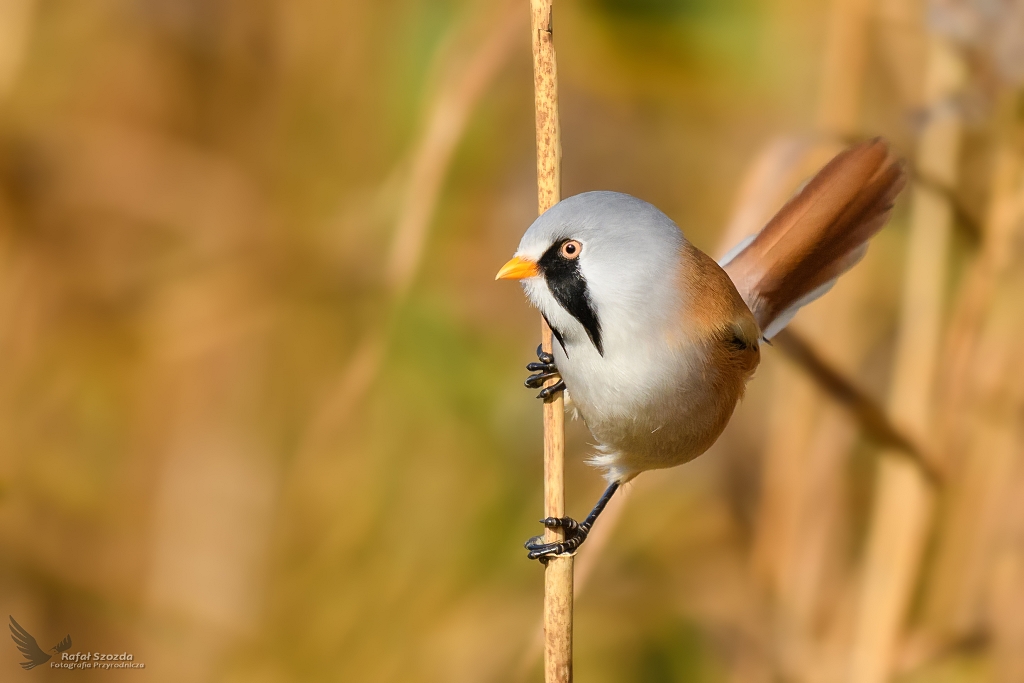 Wsatka, Bearded Parrotbill (Panurus biarmicus) ...