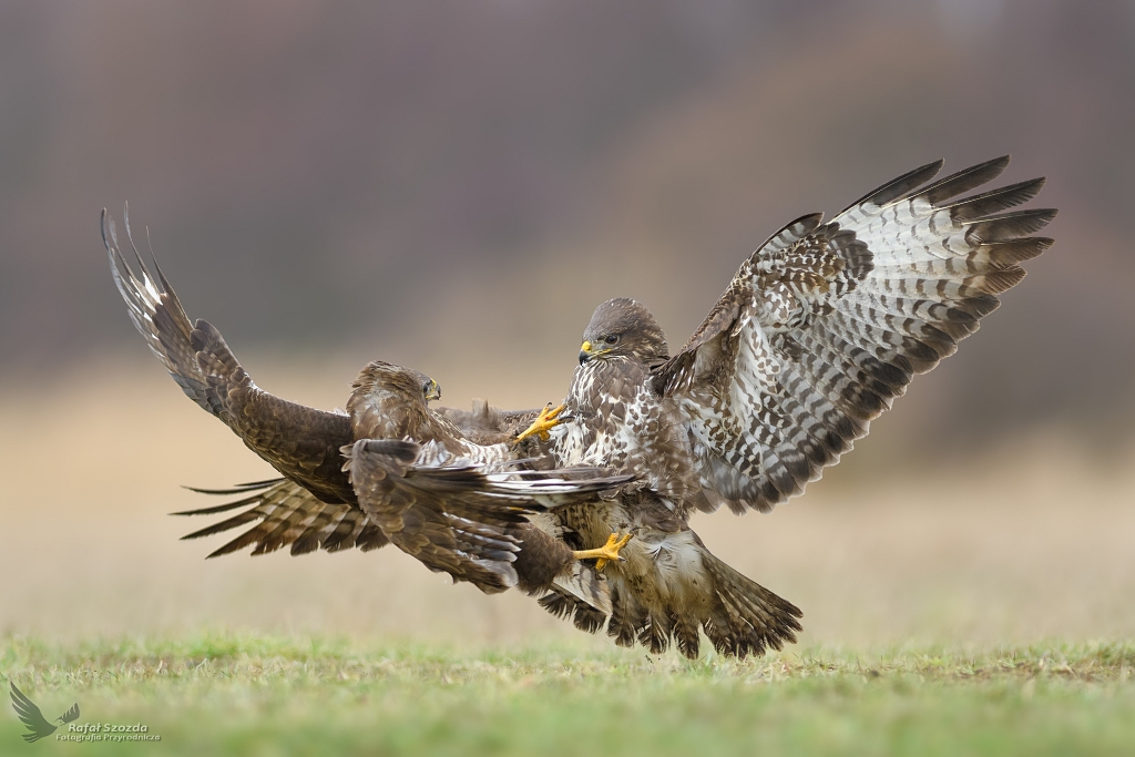 Myszoowy, Common Buzzard (Buteo buteo) ... 2019r