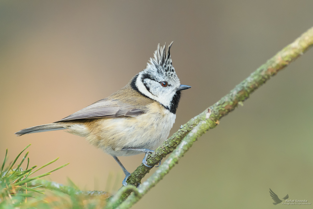 Czubatka, Crested Tit  (Lophophanes cristatus) ... 2019r