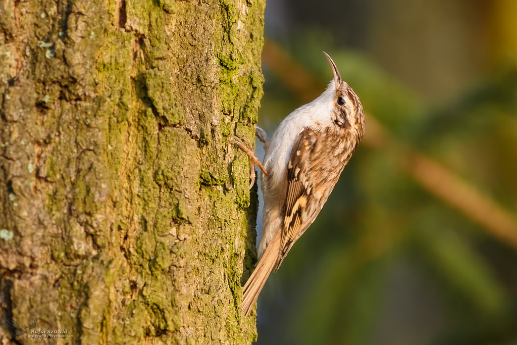 Pezacz Leny, Eurasian Tree-Creeper (Certhia familiaris) ... 2019r