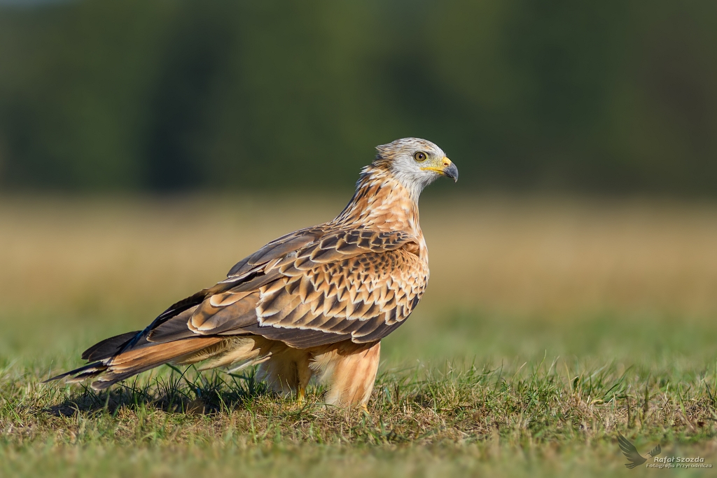 Kania Ruda, Red Kite (Milvus milvus) ...