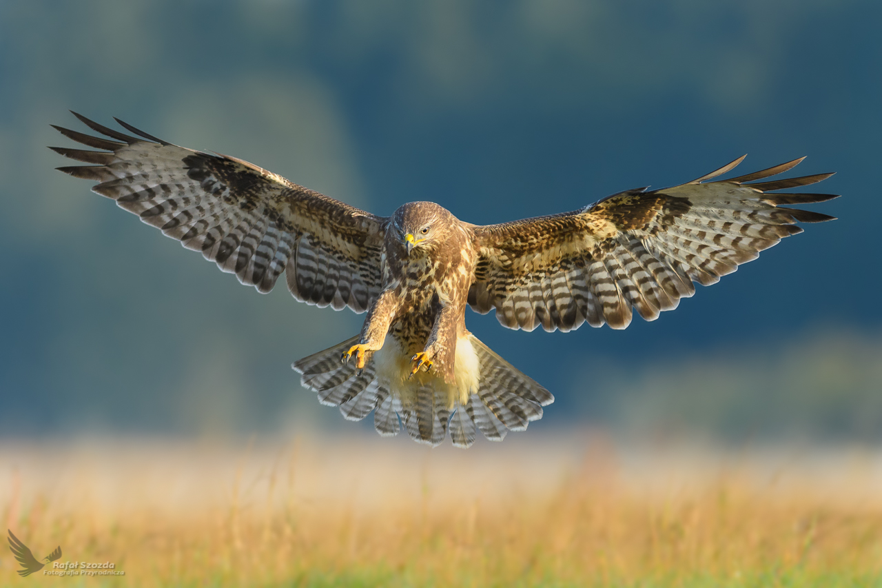 Myszow, Common Buzzard (Buteo buteo) ...