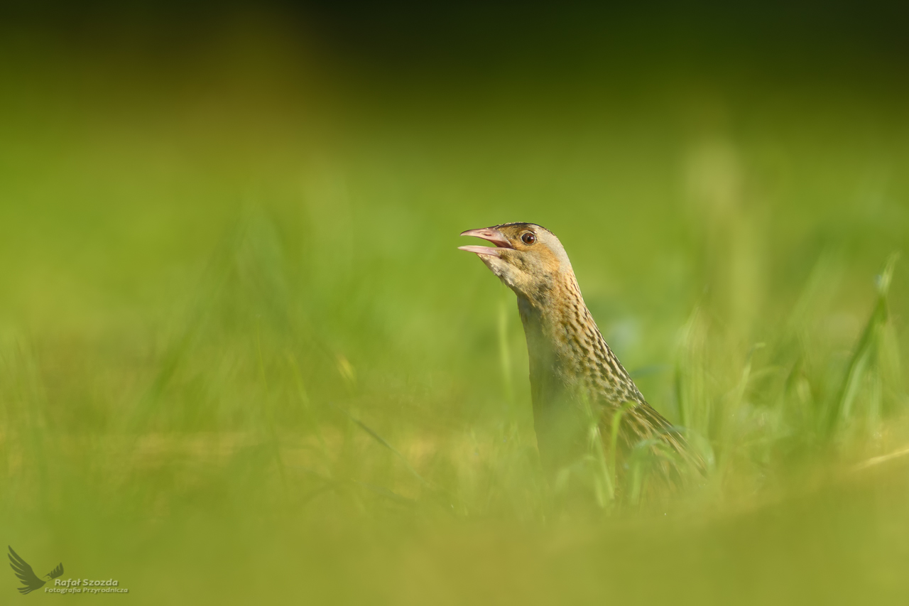 Derkacz, Corn Crake (Crex crex) ...