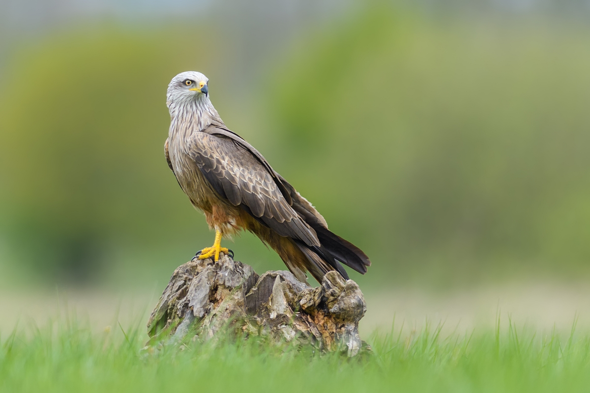 Kania Czarna, Black Kite (Milvus migrans) ...