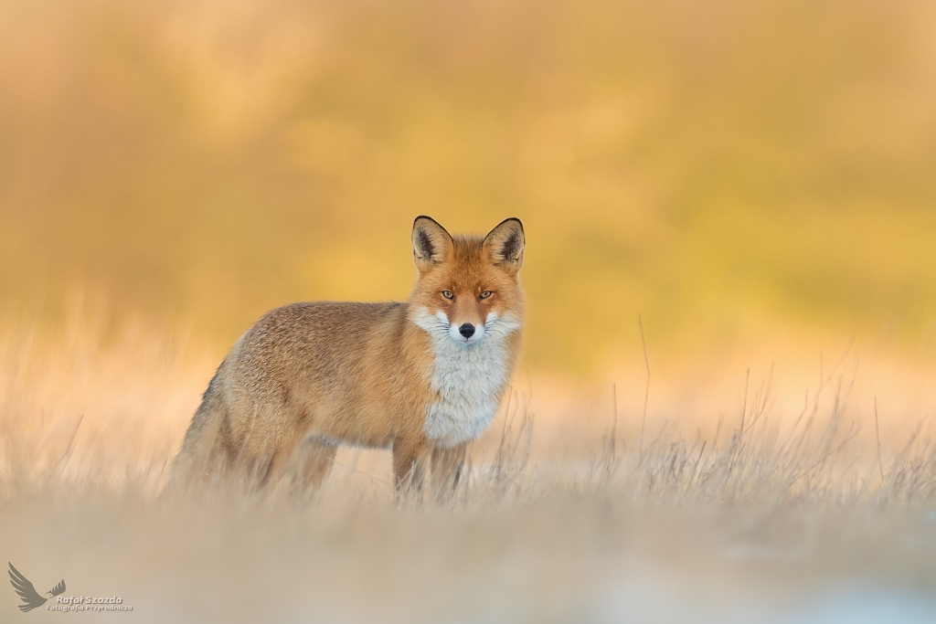 Lis, Fox (Vulpes vulpes) ...