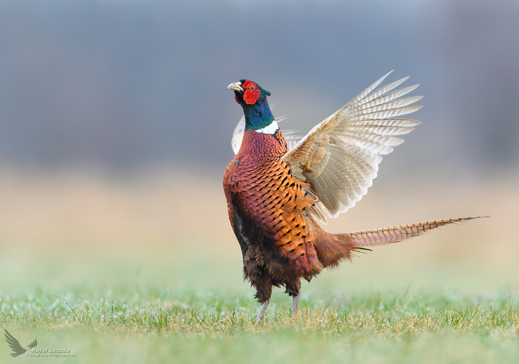 Toki - Baant, Common Pheasant (Phasianus colchicus) ...