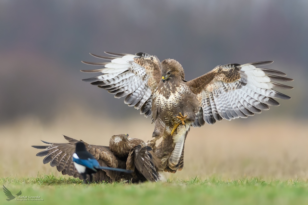 Myszoowy, Common Buzzard (Buteo buteo) ...