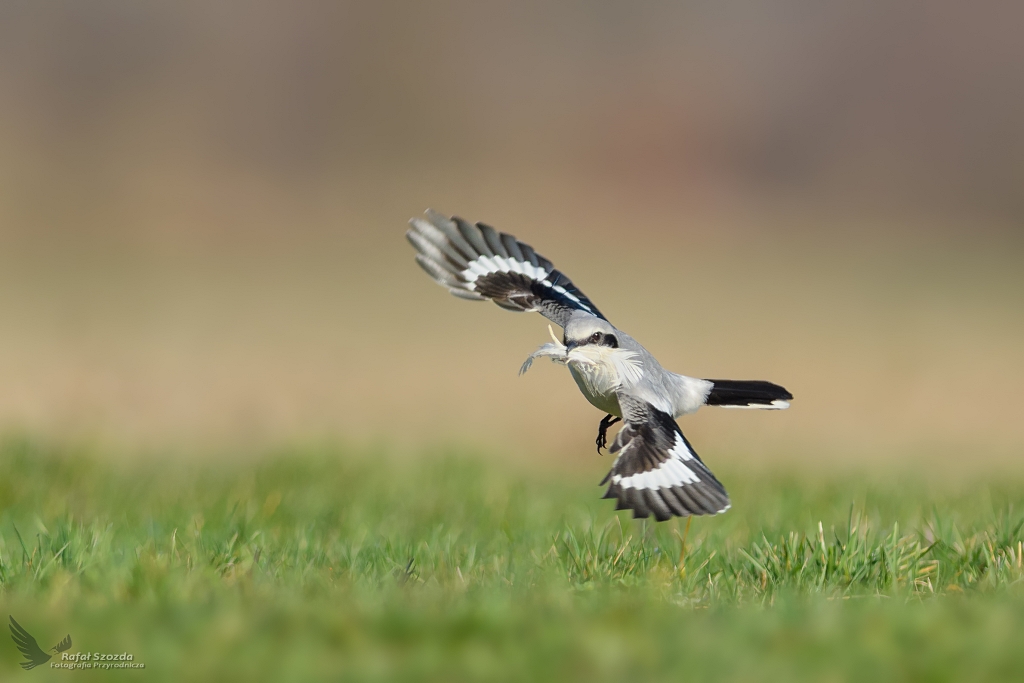 Srokosz, Northern Shrike (Lanius excubitor) ...