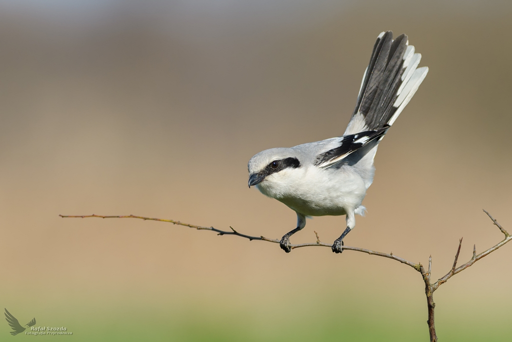 Srokosz, Northern Shrike (Lanius excubitor) ... 2019r