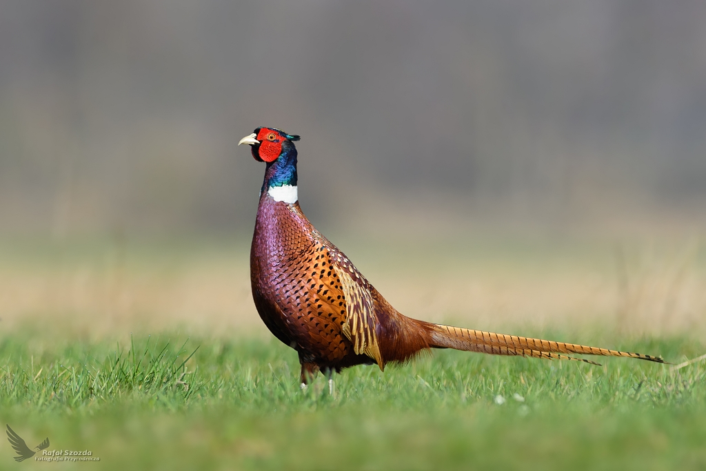 Kawaler w wiosennych barwach - Baant, Common Pheasant (Phasianus colchicus) ...