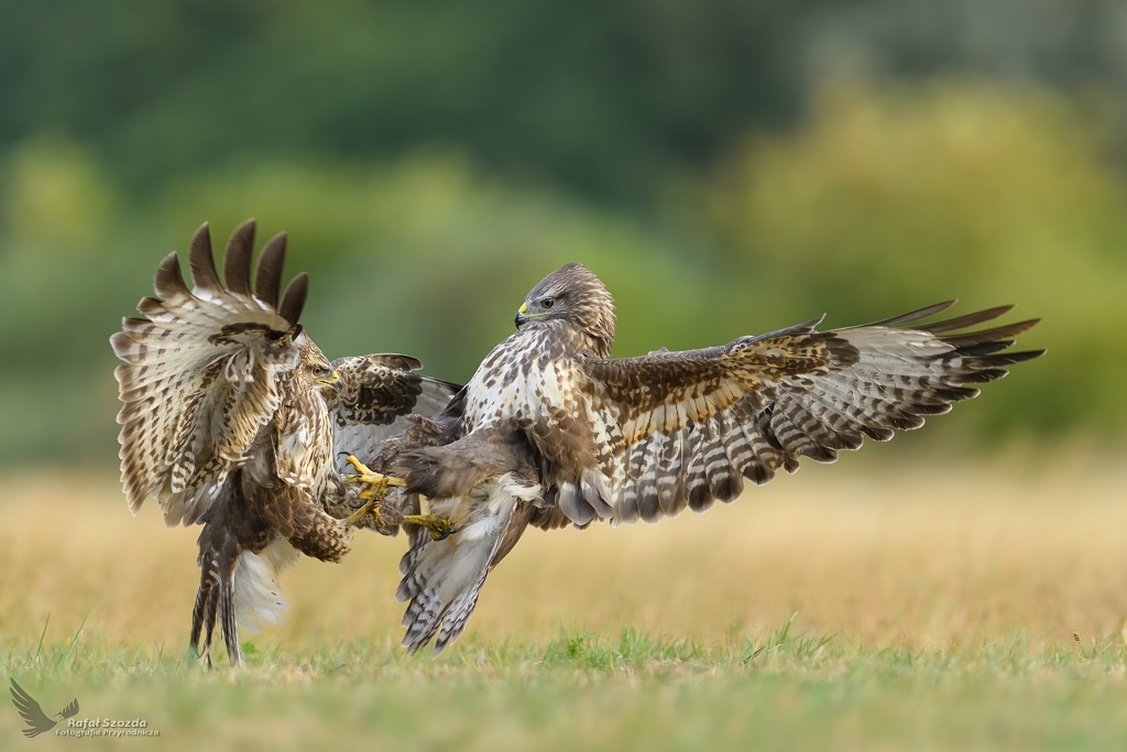 Myszoowy, Common Buzzard (Buteo buteo) ...