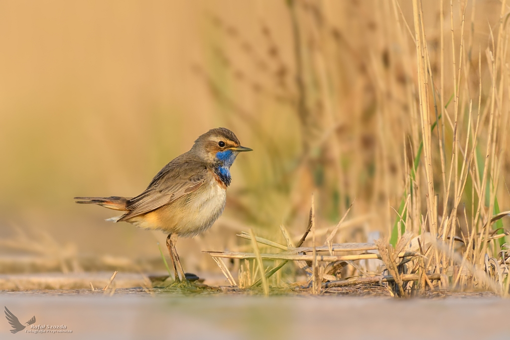 Podrniczek, Bluethroat (Luscinia svecica) ... 2019r