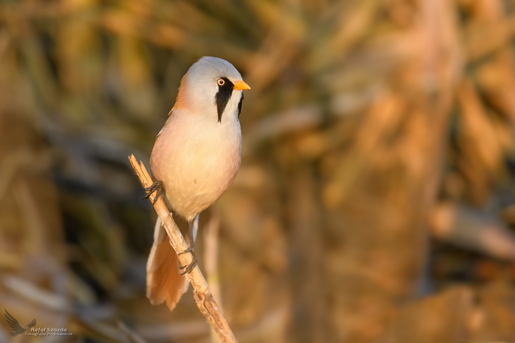 Wsatka, Bearded Parrotbill (Panurus biarmicus) ...