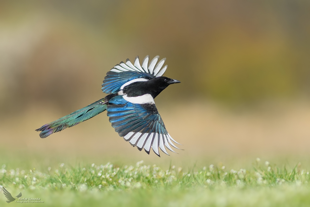 Wiosenny akcent ... Sroka, Eurasian Magpie (Pica pica) ... 2019r