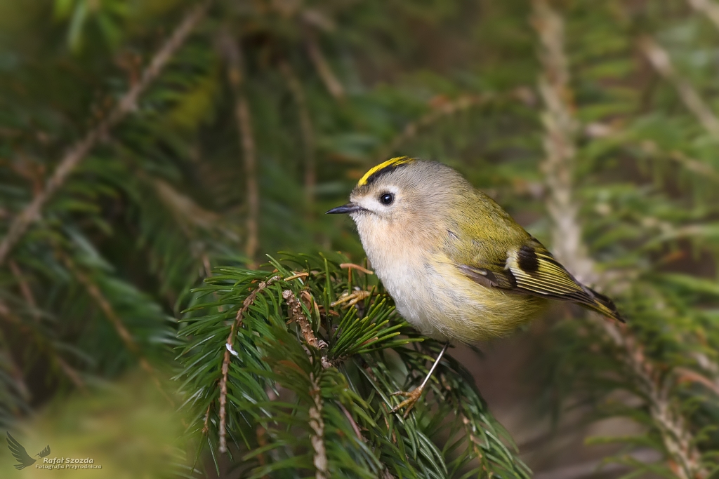 Mysikrlik, Goldcrest (Regulus regulus) ... 2019r