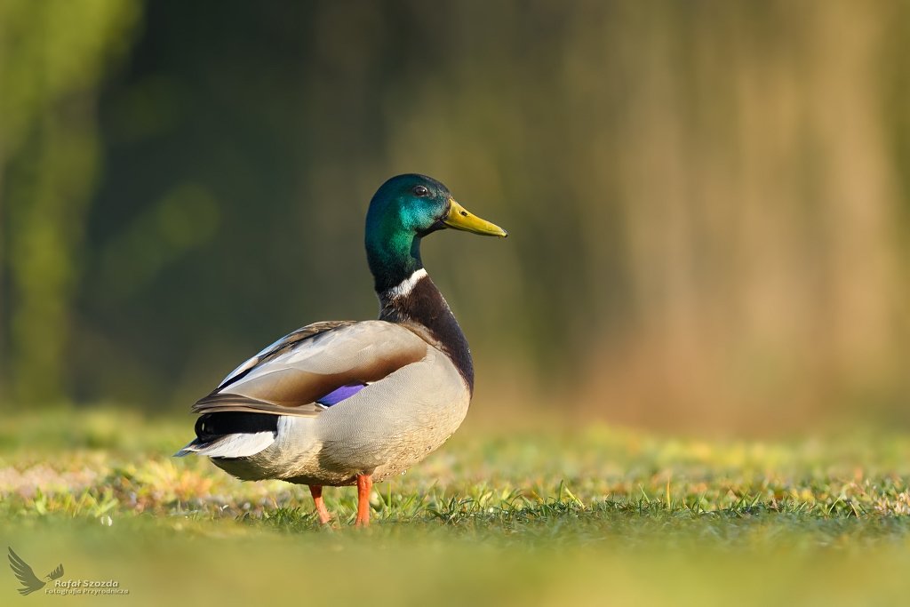 Kaczka dziwaczka - Krzywka, Mallard (Anas platyrhynchus) ... 2019r