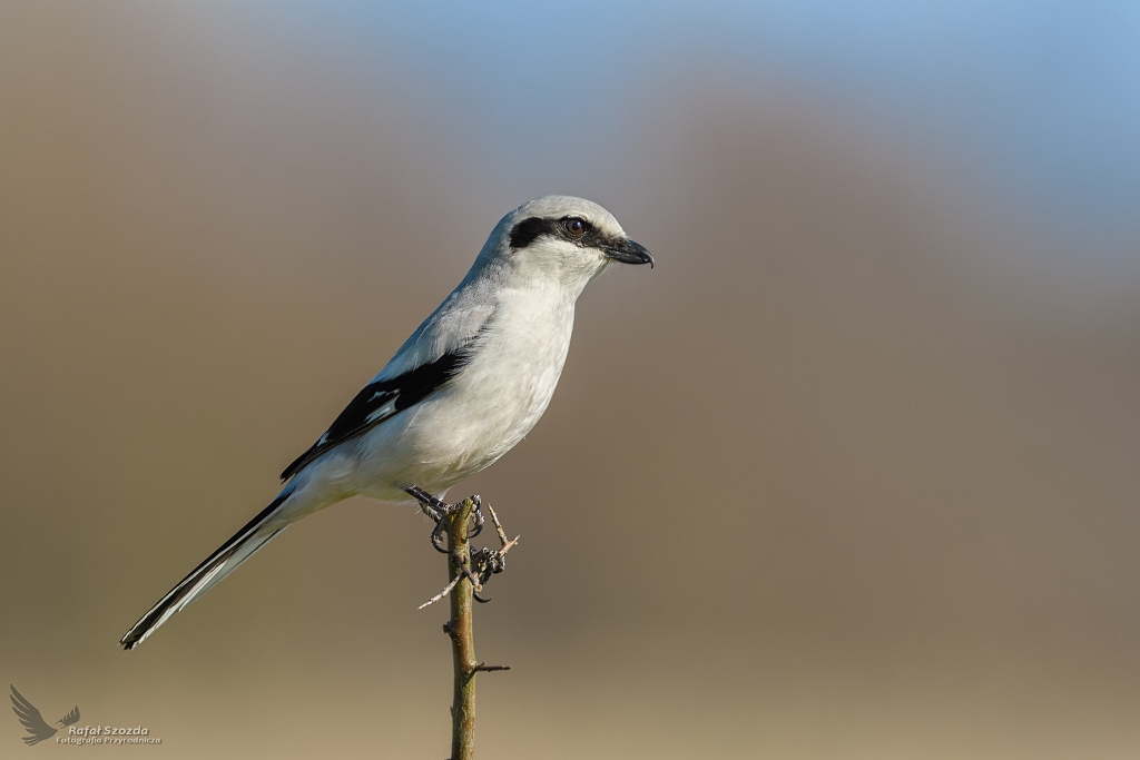 Srokosz, Northern Shrike (Lanius excubitor) ... 2019r