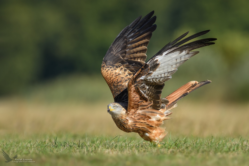 Kania Ruda, Red Kite (Milvus milvus) ...