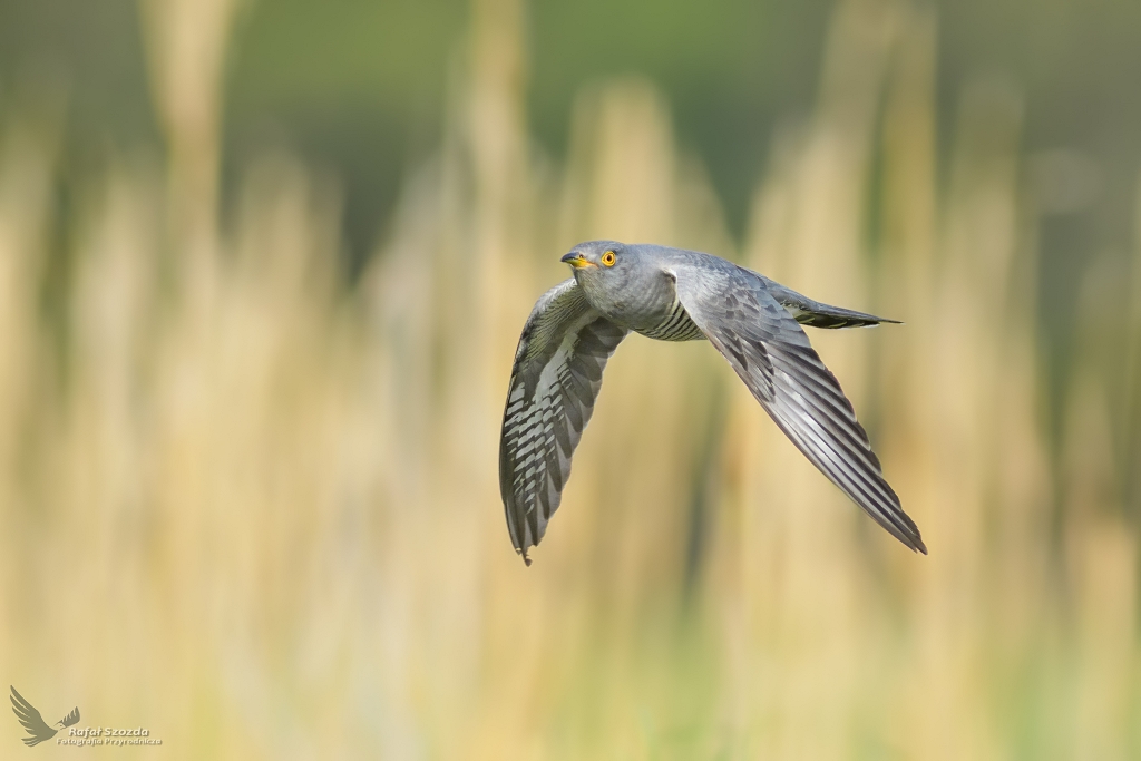 Kukuka, Common Cuckoo (Cuculus canorus) ...