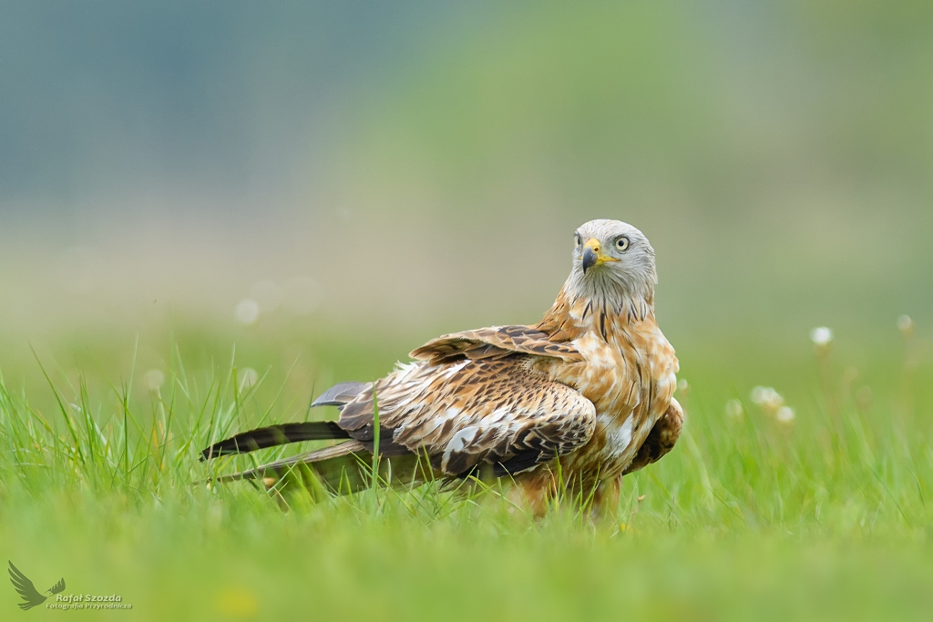 Kania Ruda, Red Kite (Milvus milvus) ...