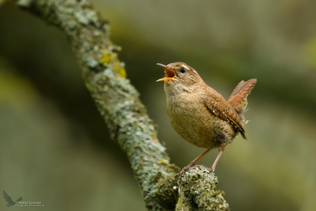 Jeden z najgoniejszych cudakw w lesie - Strzyyk, Eurasian Wren (Troglodytes troglodytes) ... 2019r