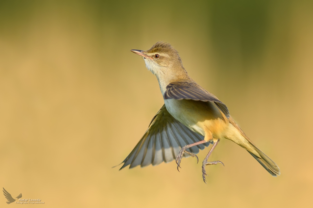 Krl trzcinowiska - Trzciniak, Great Reed-Warbler (Acrocephalus arundinaceus) ...