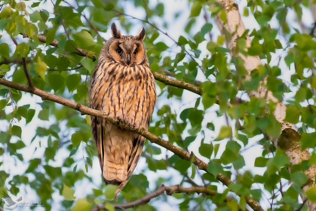 Uszatka, Long-eared Owl (Asio otus) ... 2019r