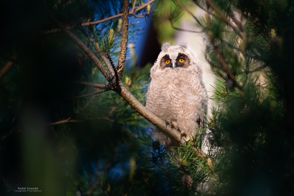 Moda Uszatka, Long-eared Owl (Asio otus) ... 2019r