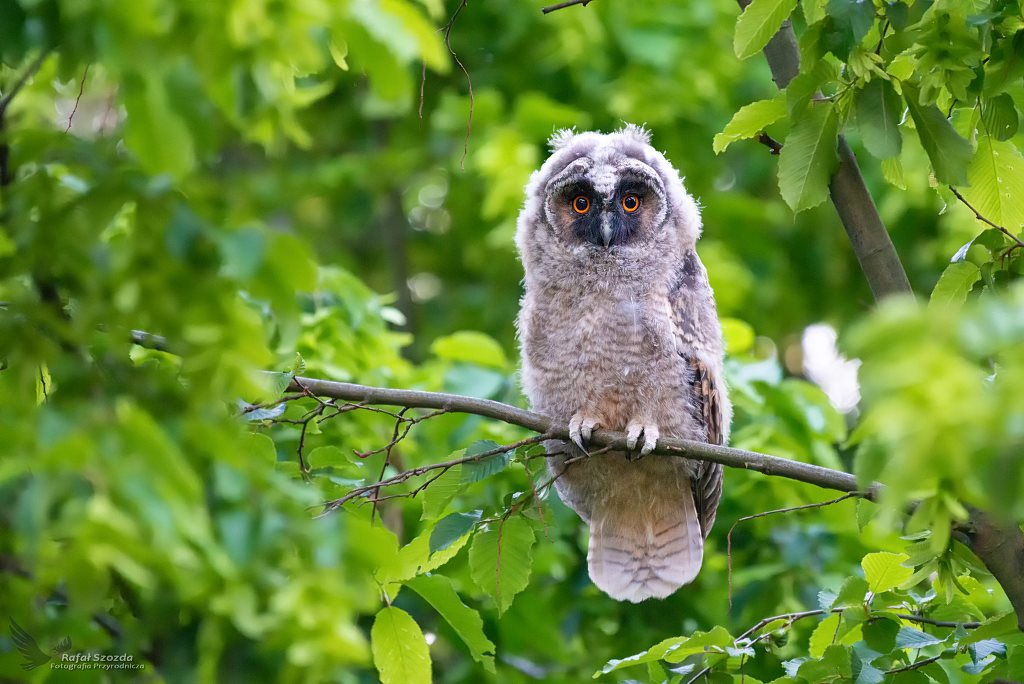 Moda Uszatka, Long-eared Owl (Asio otus) ... 2019r