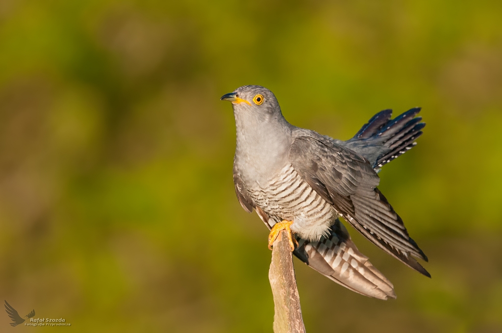 Kukuka, Common Cuckoo (Cuculus canorus) ...